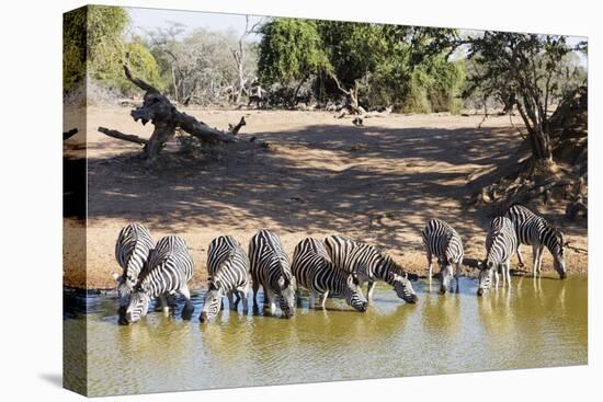 Plains zebra (Equus quagga), Mkhuze Game Reserve, Kwazulu-Natal, South Africa, Africa-Christian Kober-Premier Image Canvas