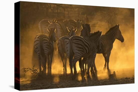 Plains zebra (Equus quagga), Zimanga private game reserve, KwaZulu-Natal, South Africa, Africa-Ann and Steve Toon-Premier Image Canvas
