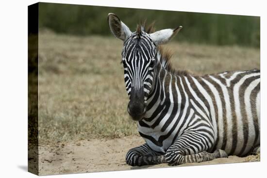 Plains zebra, Lake Nakuru National Park, Kenya.-Sergio Pitamitz-Premier Image Canvas