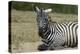 Plains zebra, Lake Nakuru National Park, Kenya.-Sergio Pitamitz-Premier Image Canvas