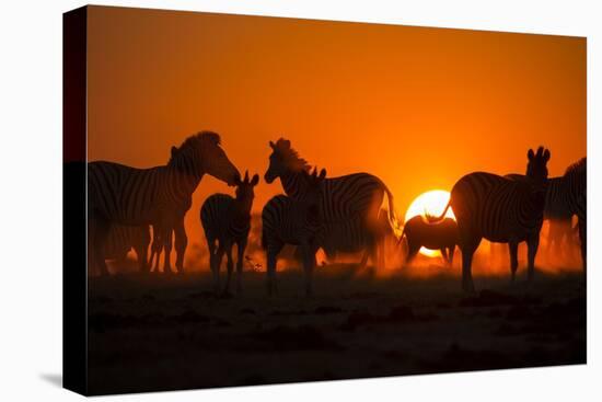 Plains Zebra, Makgadikgadi Pans National Park, Botswana-Paul Souders-Premier Image Canvas