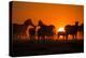 Plains Zebra, Makgadikgadi Pans National Park, Botswana-Paul Souders-Premier Image Canvas