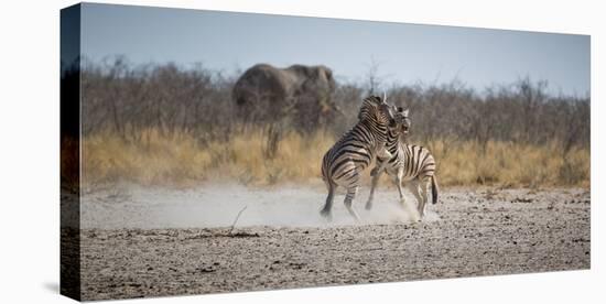 Plains Zebras, Equus Quagga, Fighting, with an Elephant in the Background-Alex Saberi-Premier Image Canvas
