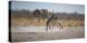 Plains Zebras, Equus Quagga, Fighting, with an Elephant in the Background-Alex Saberi-Premier Image Canvas