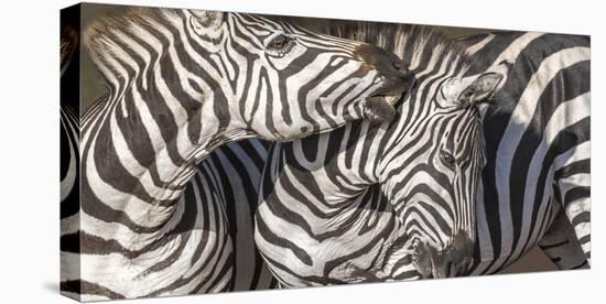 Plains Zebras, Kenya, Africa-Art Wolfe Wolfe-Premier Image Canvas