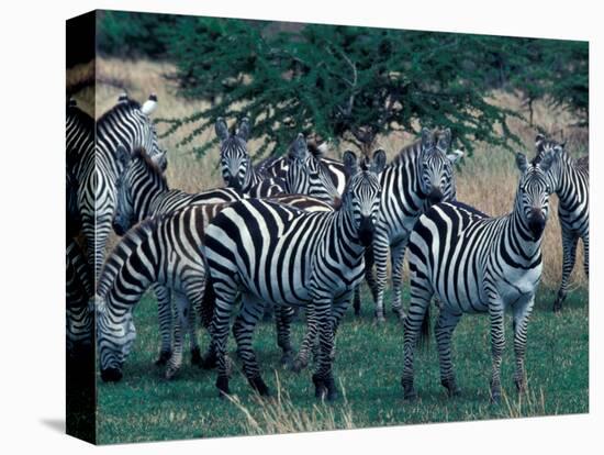 Plains Zebras, Serengeti National Park, Tanzania-Art Wolfe-Premier Image Canvas