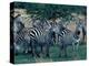 Plains Zebras, Serengeti National Park, Tanzania-Art Wolfe-Premier Image Canvas