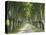 Plane Trees, Avenue-Thonig-Premier Image Canvas