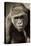Planet of the Apes-Susann Parker-Premier Image Canvas