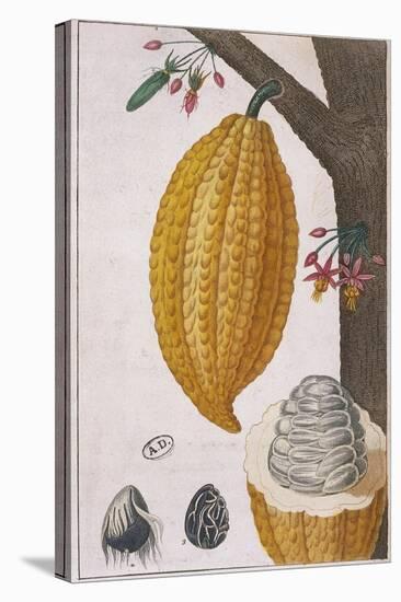 Plant and Fruit of Cacao Tree Theobroma Cacao, Colour Print-null-Premier Image Canvas