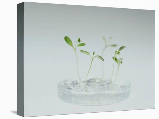 Plant Biotechnology-Lawrence Lawry-Premier Image Canvas