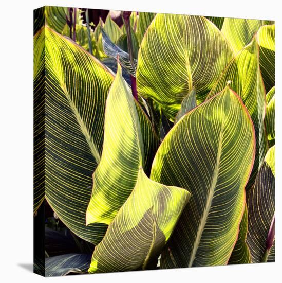 Plant Exploration II-Emily Navas-Premier Image Canvas