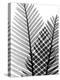 Plant Fronds, X-ray-Koetsier Albert-Premier Image Canvas