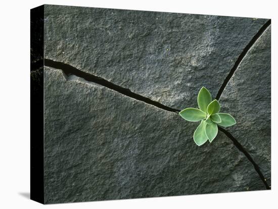 Plant Growing in Cracked Boulder-Micha Pawlitzki-Premier Image Canvas