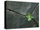 Plant Growing in Cracked Boulder-Micha Pawlitzki-Premier Image Canvas