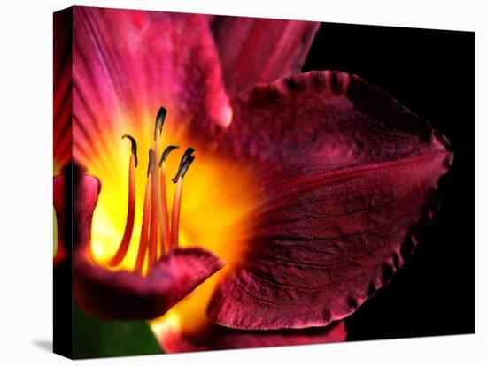 Plant Matches-Philippe Sainte-Laudy-Premier Image Canvas