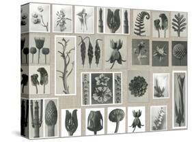 Plant Pictorial-Karl Blossfeldt-Stretched Canvas
