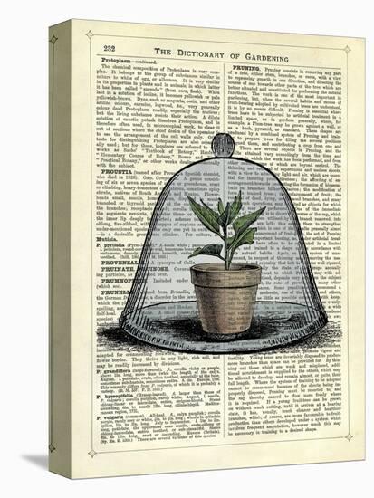 Plant Pot in Glass Cloche-Marion Mcconaghie-Stretched Canvas
