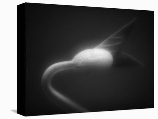 Plant Sprout-Henry Horenstein-Premier Image Canvas