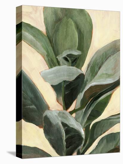 Plant Study II-Annie Warren-Stretched Canvas