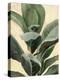 Plant Study II-Annie Warren-Stretched Canvas