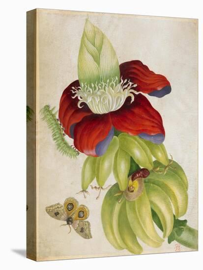 Plant-Maria Sibylla Merian-Stretched Canvas