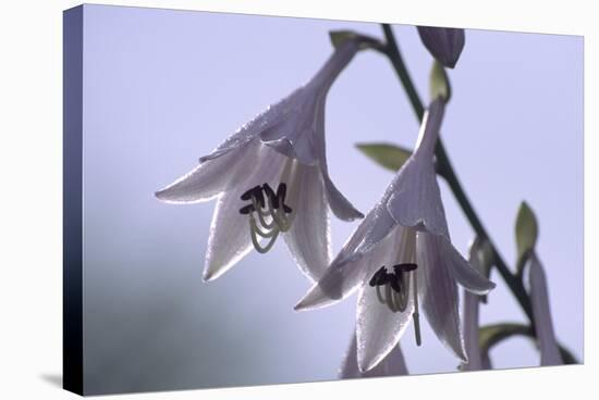 Plantain Lily Flowers (Hosta Sp.)-Dr. Nick Kurzenko-Premier Image Canvas