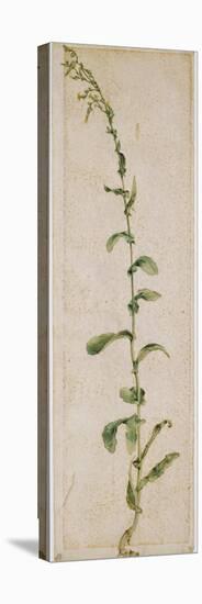 Plante de tabac-Albrecht Dürer-Premier Image Canvas