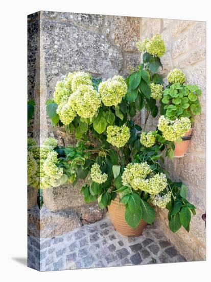 Planter filled with green hydrangeas in the ancient Portuguese village.-Julie Eggers-Premier Image Canvas