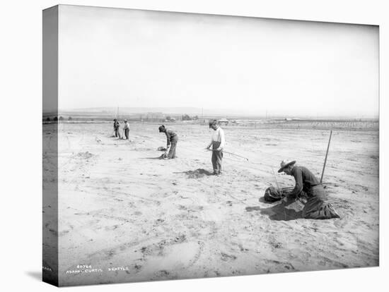 Planting Trees Near Grandview, WA, 1911-Ashael Curtis-Premier Image Canvas