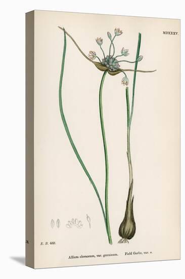 Plants, Allium Oleraceum-John Edward Sowerby-Stretched Canvas