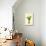 Plants, Alpinia Galanga-null-Stretched Canvas displayed on a wall