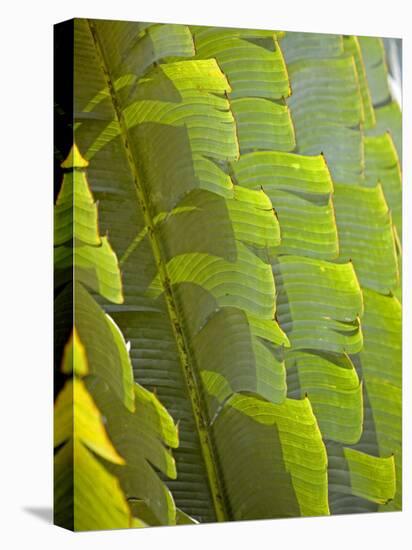 Plants and Vegetation of the Crocker Range Rainforest in Sabah, Borneo-Mark Hannaford-Premier Image Canvas