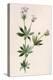 Plants, Asperula Odorata-F Edward Hulme-Stretched Canvas