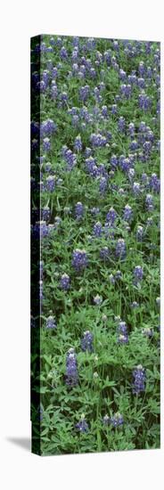 Plants, Bluebonnets, Austin, Texas, USA-null-Premier Image Canvas