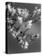 Plants, Forsythia-null-Premier Image Canvas
