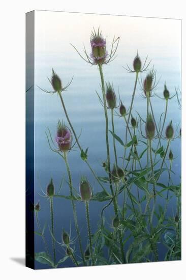 Plants on the edge of lake, Eagle Creek Park, Indianapolis, Indiana, USA-Anna Miller-Premier Image Canvas