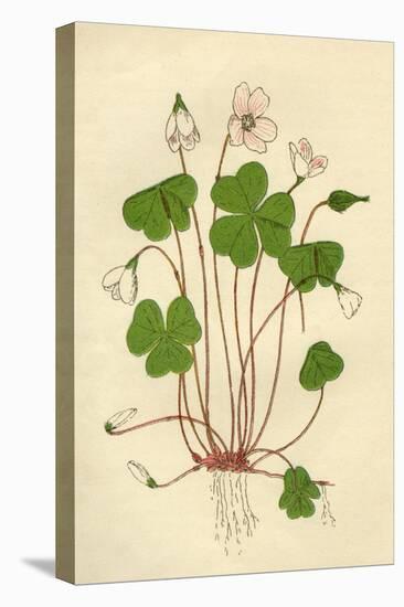 Plants, Oxalis Acetosella-Mabel E Step-Stretched Canvas