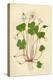 Plants, Oxalis Acetosella-Mabel E Step-Stretched Canvas