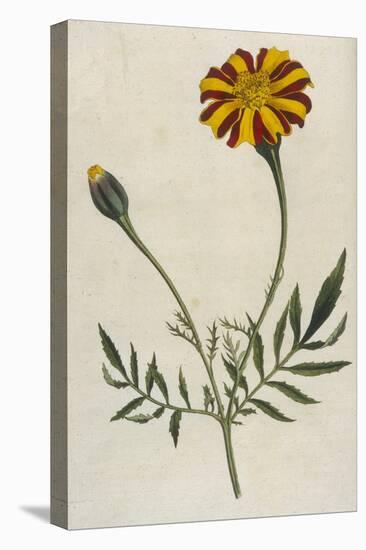 Plants, Tagetes Patula-William Curtis-Stretched Canvas