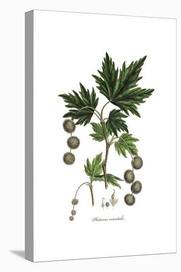 Platanus Orientalis, Flora Graeca-Ferdinand Bauer-Premier Image Canvas