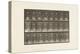 Plate 296. Lawn Tennis, 1885 (Collotype on Paper)-Eadweard Muybridge-Premier Image Canvas