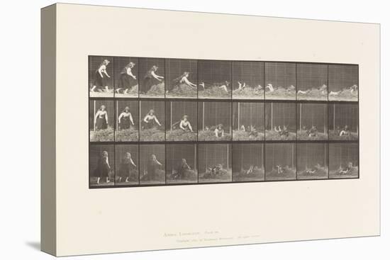 Plate 455. Throwing Self on Heap of Hay, 1885 (Collotype on Paper)-Eadweard Muybridge-Premier Image Canvas