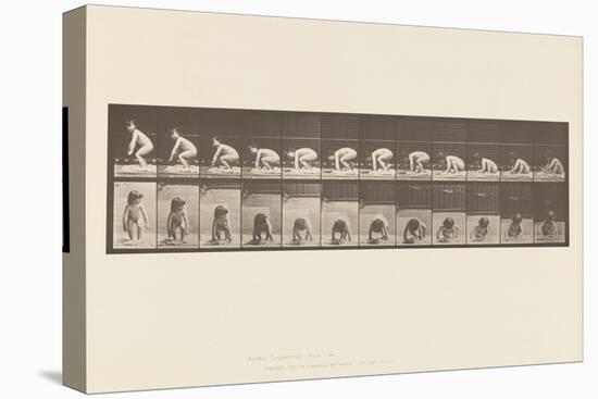 Plate 479. Child, Getting up from the Ground, 1885 (Collotype on Paper)-Eadweard Muybridge-Premier Image Canvas