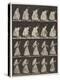 Plate 483.A, Lifting Basket; B, Running, Waving Hand-Kerchief, 1885 (Collotype on Paper)-Eadweard Muybridge-Premier Image Canvas