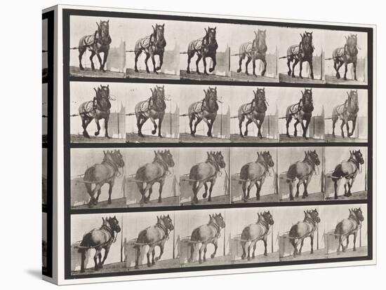 Plate 568. Hauling;Dark-Gray Belgian Horse Billy, 1885 (Collotype on Paper)-Eadweard Muybridge-Premier Image Canvas