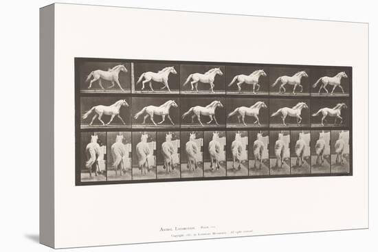 Plate 596. Trotting; Free; Light-Gray Horse Eagle, 1885 (Collotype on Paper)-Eadweard Muybridge-Premier Image Canvas