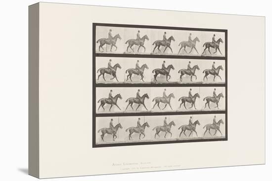 Plate 598. Trotting; Saddle Bay Horse Daisy, 1885 (Collotype on Paper)-Eadweard Muybridge-Premier Image Canvas