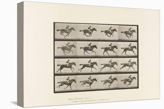 Plate 626. Gallop; Thoroughbred Bay Mare Annie G., 1885 (Collotype on Paper)-Eadweard Muybridge-Premier Image Canvas