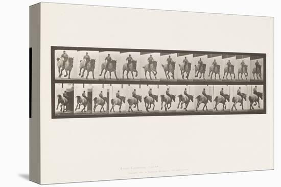 Plate 629. Gallop; Bareback; Belgian Draught Horse Hansel, 1885 (Collotype on Paper)-Eadweard Muybridge-Premier Image Canvas